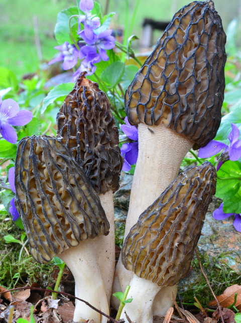 羊肚菌氣調(diào)保鮮庫(kù)設(shè)計(jì)要點(diǎn)_上海開冉制冷