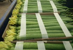 500噸絲瓜冷庫設(shè)計建造工程造價