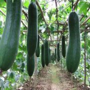 1000噸冬瓜冷庫(kù)的造價(jià)大概多少錢(qián)