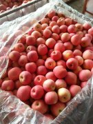 2500立方米冷庫(kù)可以放多少?lài)嵦O(píng)果？