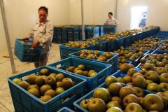 5000噸香梨保鮮冷庫安裝大概投資多少錢？