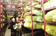 新建1000噸蔬菜冷庫設計大概多少錢？