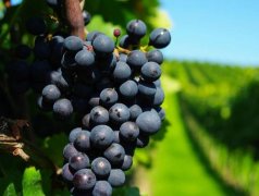 建造300噸葡萄保鮮冷庫需要多少錢？