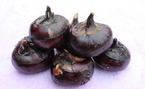 馬蹄（荸薺）保鮮冷庫(kù)