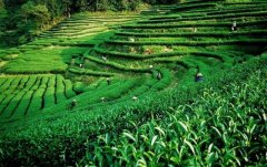 上海建1000㎡茶葉冷庫（冷藏、冷凍庫倉庫）安裝預算多少錢