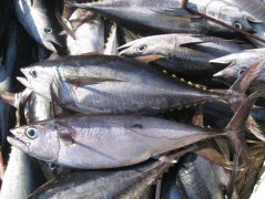 -60℃金槍魚冷庫(超低溫冷凍庫)安裝價格多少錢