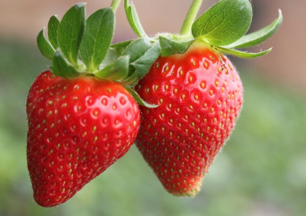 草莓保鮮庫 草莓保鮮庫