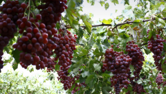 投資個小型氣調(diào)庫多少錢(優(yōu)勢)