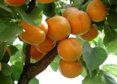 水果(杏子)保鮮冷庫貯藏方法