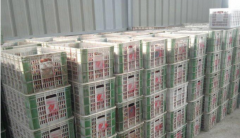 100噸荔枝保鮮冷庫(kù)多大面積，多少錢(qián)