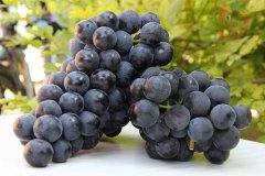 葡萄保鮮庫(kù)安裝，建一個(gè)葡萄冷庫(kù)需要多少錢？