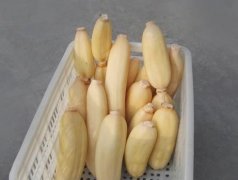 100噸的蓮藕怎么保鮮，蓮藕保鮮庫設(shè)計(jì)及造價(jià)