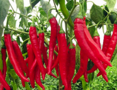 鮮辣椒保鮮庫建造,50噸鮮辣椒在冷庫可以保鮮多久,造價是多少